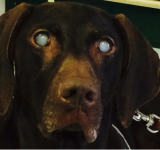 Il diabete e la vista nel cane: la cataratta diabetica